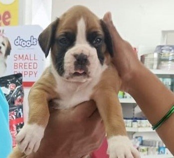 Purchase KCI Registered Boxer Puppy from Hyderabad